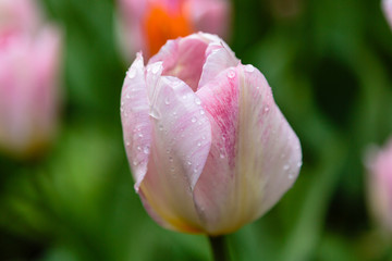 Beautiful pink tulips in the garden, sort Flaming Purissimi. Bulbous plants in the garden.