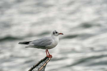 Close up of Black-headed gull (Chroicocephalus ridibundus)