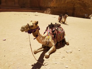 Petra Town, Jordan July 3th 2019 - beautiful camel 