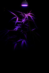 Plant sapling cannabis growing with LED grow light