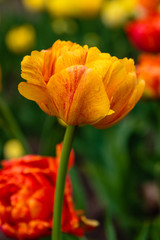 Beautiful orange tulips in the garden, sort Sun Lover. Bulbous plants in the garden.