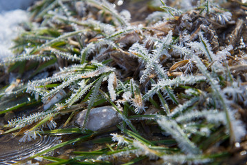 frozen blade of grass