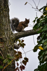 Rotbraunes Eichhörnchen im Baum umrahmt von laub und Stamm / Squirrel in the trees