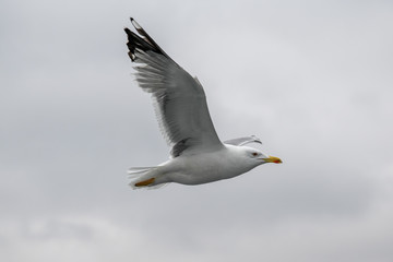 Close up of Caspian gull Larus cachinnans