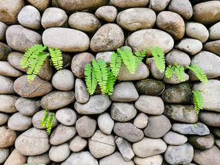 Green plants growing in the crevices of stone walls. Fresh Maidenhair fern and stone walls in garden
