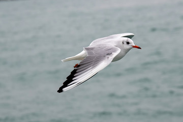 Black headed Gull (Larus ridibundus) in flight close up