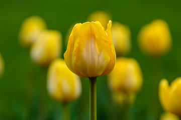 Beautiful yellow tulips in the garden, sort Granny Award. Bulbous plants in the garden.