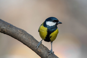 The great tit (Parus major) is a passerine bird in the tit family Paridae
