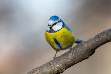 Blue tit (Cyanistes caeruleus or Parus caeruleus) Wildlife photo