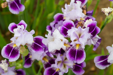 Fototapeta na wymiar Bearded iris flower with stand petals and falls petals/ Iris Flowers (Family Iridaceae) 