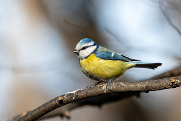Blue tit (Cyanistes caeruleus or Parus caeruleus) Wildlife photo