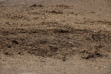 Manure on pasture. Horse manure as a natural fertilizer for agriculture.