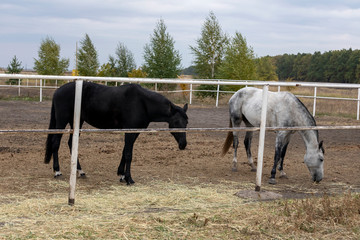 Two horses in the paddock eat hay on a cloudy autumn day. The horses are gray and black.