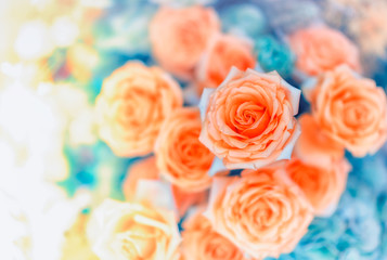 Closeup image of beautiful flowers wall background with amazing red and white roses Retro filter.