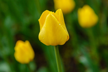 Beautiful yellow tulips in the garden, sort Golden Parade. Bulbous plants in the garden.