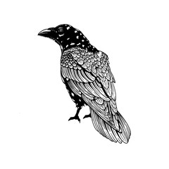 Graphic black and white crow isolated on white background. Old and wise bird. Raven Halloween character. Hand drawn sketch style vector illustration.