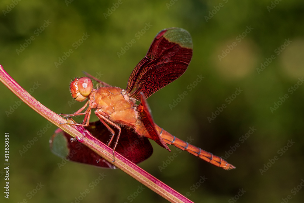 Wall mural Image of dragonfly red perched on the grass top in the nature.