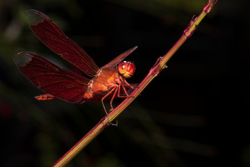 Fototapeta na wymiar Image of dragonfly red perched on the grass top in the nature.