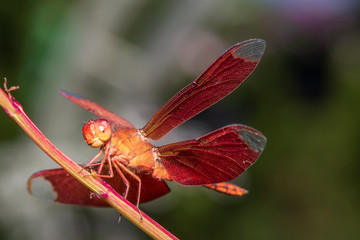 Image of dragonfly red perched on the grass top in the nature.