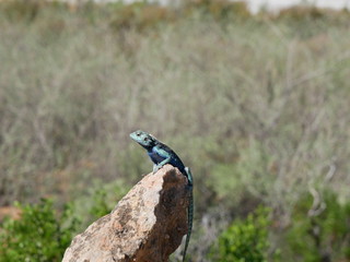 Blaue Steinagame in Südafrika