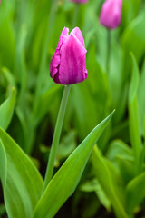 Purple tulips in the garden, sort Blue Beauty. Bulbous plants in the garden.
