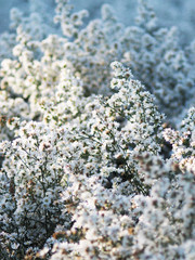 white Magaret flower garden and sweet background fram