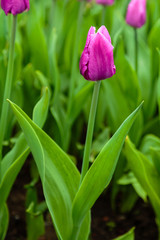 Purple tulips in the garden, sort Blue Beauty. Bulbous plants in the garden.