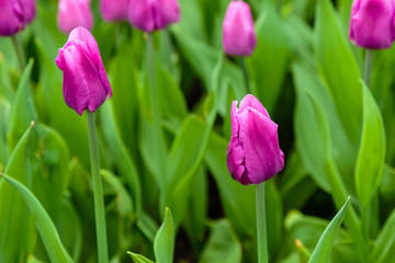 Purple tulips in the garden, sort Blue Beauty. Bulbous plants in the garden.