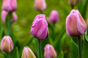 Pink tulips in the garden, sort Allibi. Bulbous plants in the garden.