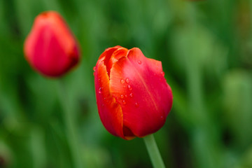 Obraz premium Red tulips in the garden, sort Annie Schilder. Bulbous plants in the garden.