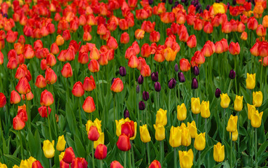 Fototapeta premium Beautiful orange tulips in the garden, sort Lighting Sun. Bulbous plants in the garden.