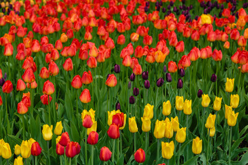 Beautiful orange tulips in the garden, sort Lighting Sun. Bulbous plants in the garden.