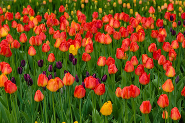 Fototapeta premium Pink tulips in the garden, sort Sweetheart. Bulbous plants in the garden.
