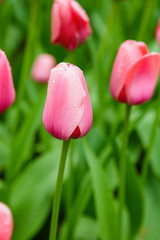 Beautiful pink tulips in the garden, sort Light and Dreamy. Bulbous plants in the garden.