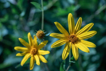 Selective focus The Jerusalem artichoke flower. (Helianthus tuberosus)Also called Sunroot, Sunchoke, or Earth apple.