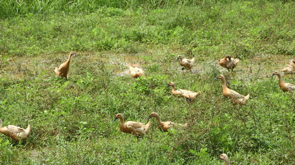 A group of ducks look for food in rice fields and gardens that are flooded