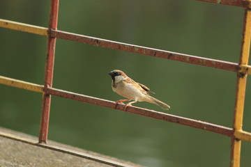 Birds sitting with green backgorund