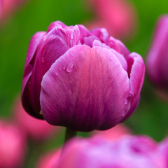Beautiful purple tulips in the garden, sort Blue Diamond. Bulbous plants in the garden.