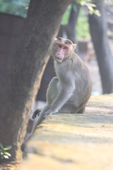 Monkeys Playing in tourist area
