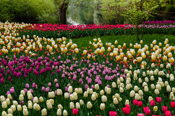 Beautiful tulips in the garden. Bulbous plants in the garden.