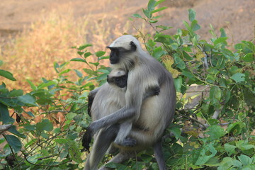 Monkeys Playing in tourist area