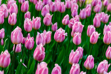 Pink tulips in the garden, sort Light and dreamy. Bulbous plants in the garden.