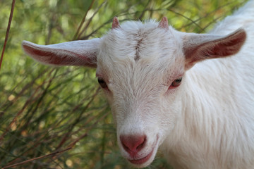 cute little white goat cubs