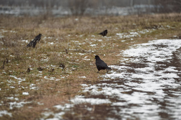 black ravens on frozen ground in the city