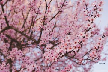 Beautiful pink plum blossom flowers in spring.