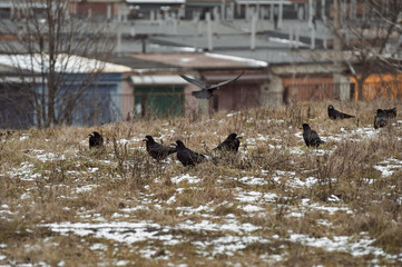 black ravens on frozen ground in the city