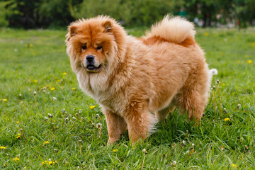 Plakat Dog Chow Chow for a walk. Portrait of Chow Chow on natural green background.