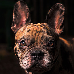 Portrait bouledoque félin