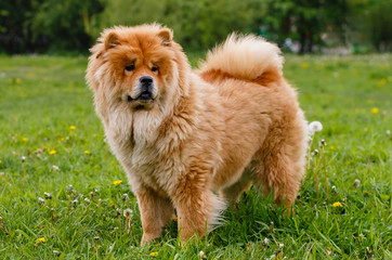 Dog Chow Chow for a walk. Portrait of Chow Chow on natural green background. © Flower_Garden