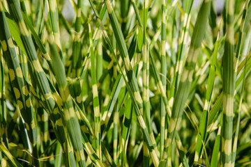 Obraz premium Grass Miscanthus sinensis Variegatus in garden. Decorative herbs and plants in landscape design